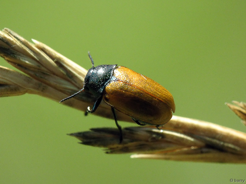 Labidostomis humeralis (D.H. Schneider, 1792)